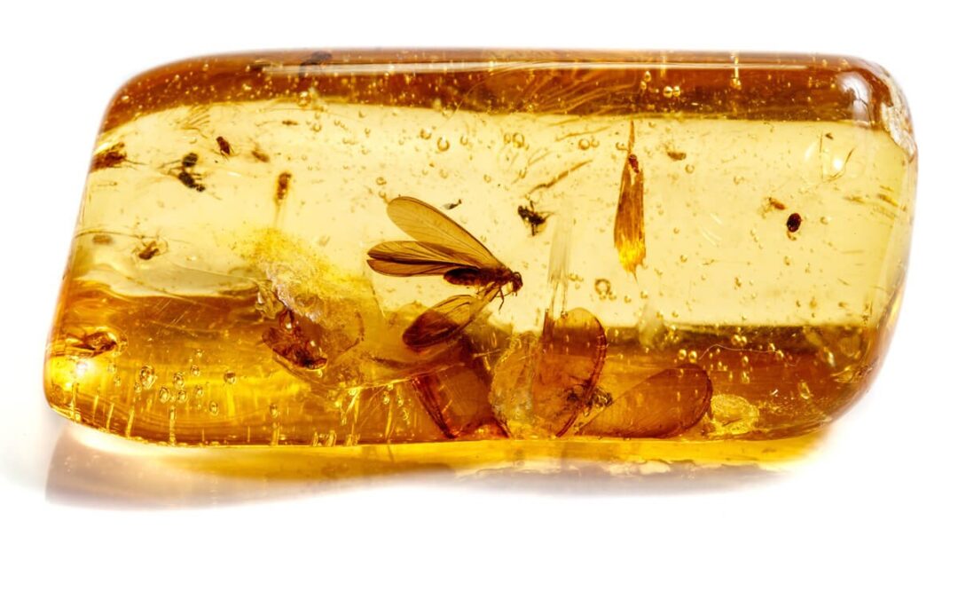 ambre