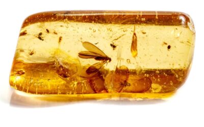 ambre