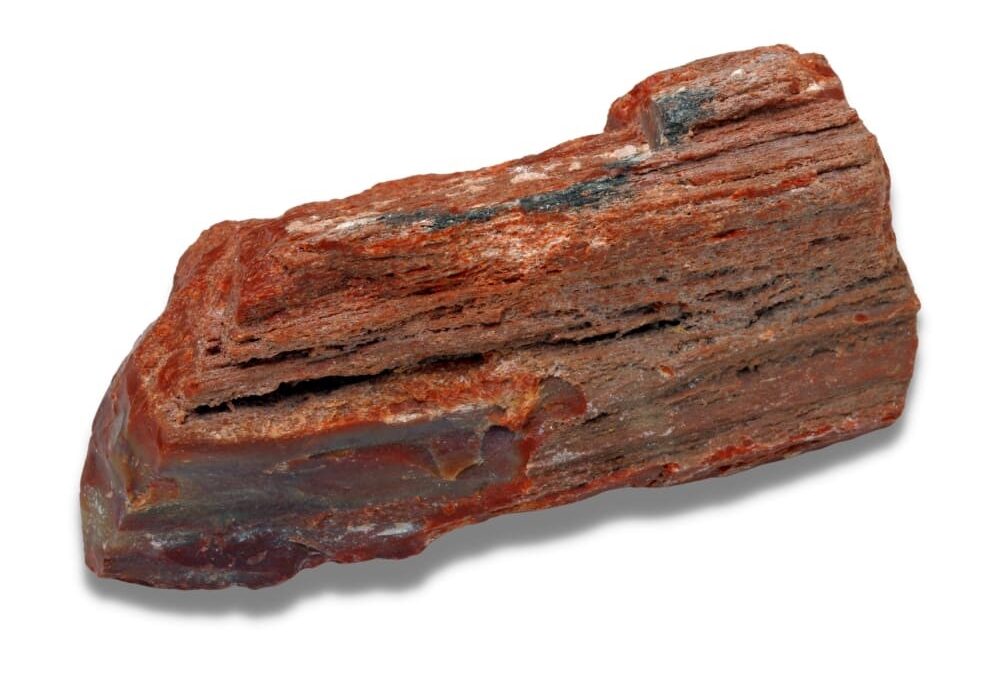 bois fossile