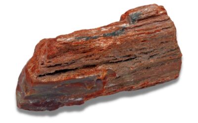 bois fossile